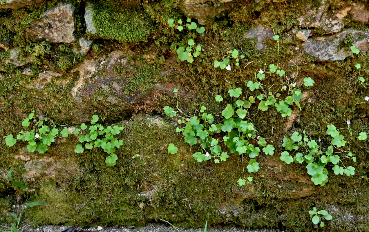 Image of Cymbalaria muralis specimen.