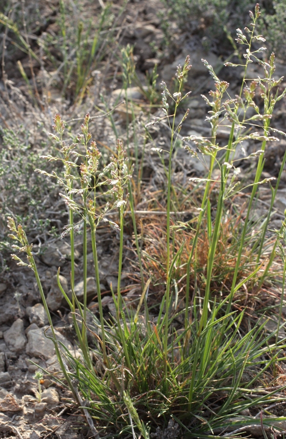 Изображение особи Catabrosella humilis.