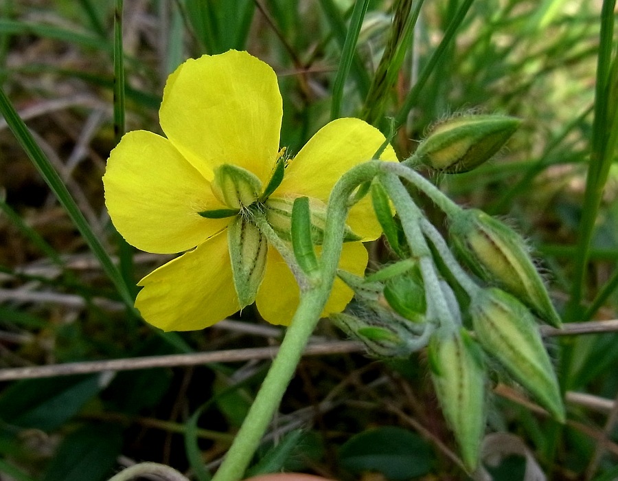 Изображение особи Helianthemum nummularium.