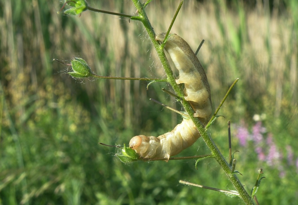 Image of Verbascum phoeniceum specimen.