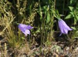 Campanula rotundifolia. Соцветия с бутонами и распустившимися цветками. Москва, Кузьминский парк, под ЛЭП. 11.06.2011.