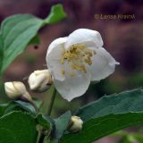 Philadelphus tenuifolius