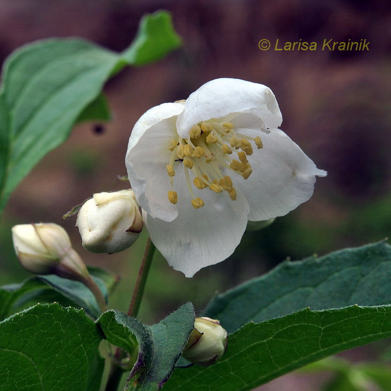 Изображение особи Philadelphus tenuifolius.