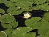 Nymphaea candida. Цветок и листья. Ленинградская обл., Лужский р-н, пос. Толмачёво, заводь р. Луги. 21.06.2011.