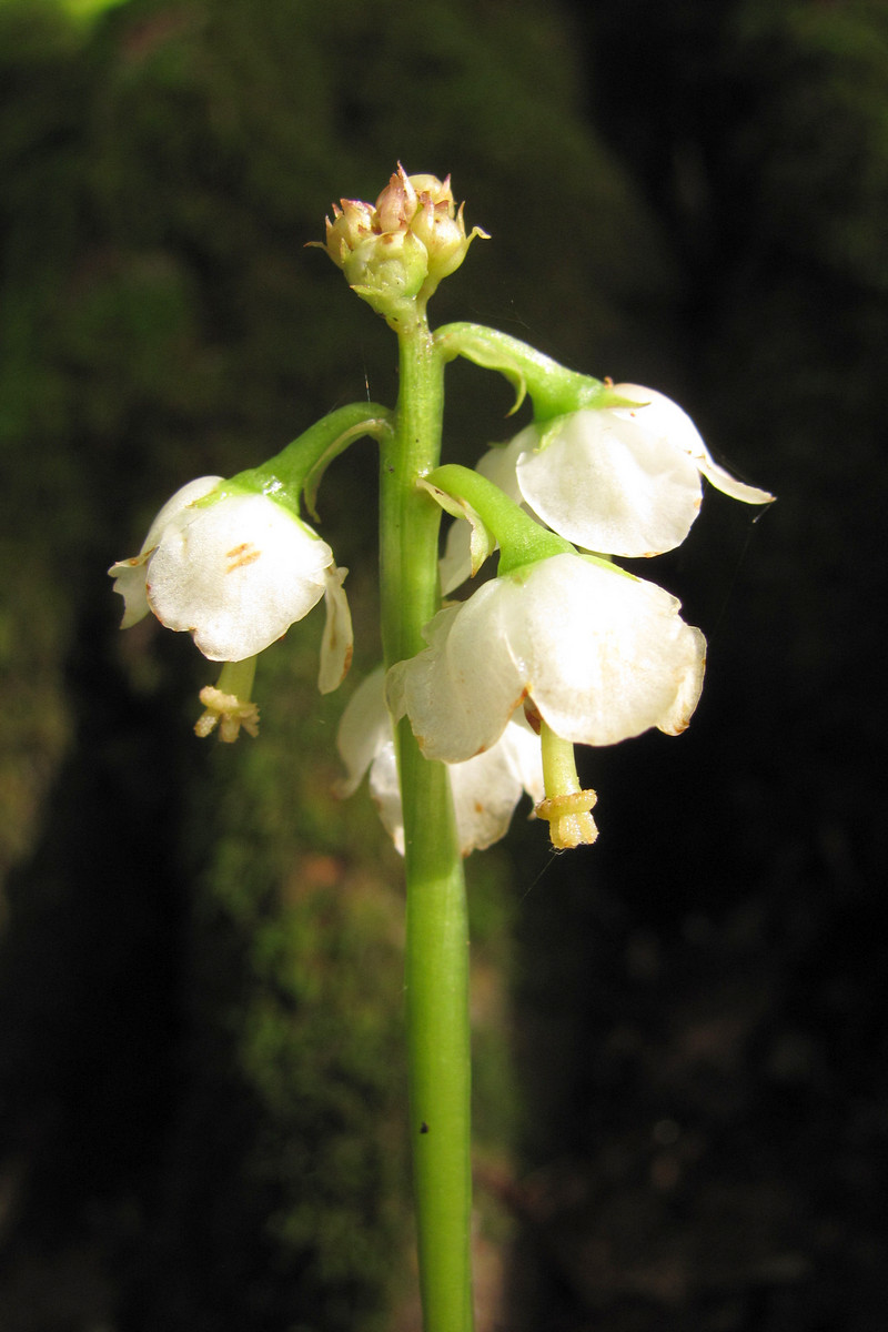 Image of Pyrola media specimen.