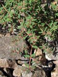 Euphorbia maculata. Цветущее растение. Крым, Севастополь, ст. Инкерман. 4 августа 2011 г.