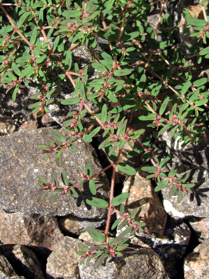 Изображение особи Euphorbia maculata.