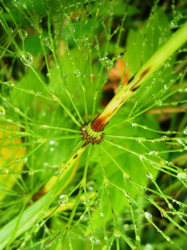 Изображение особи Equisetum sylvaticum.