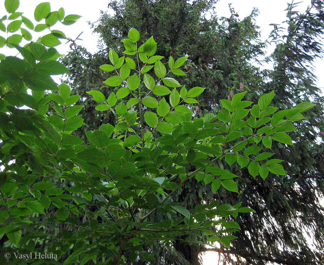 Image of Aralia elata specimen.