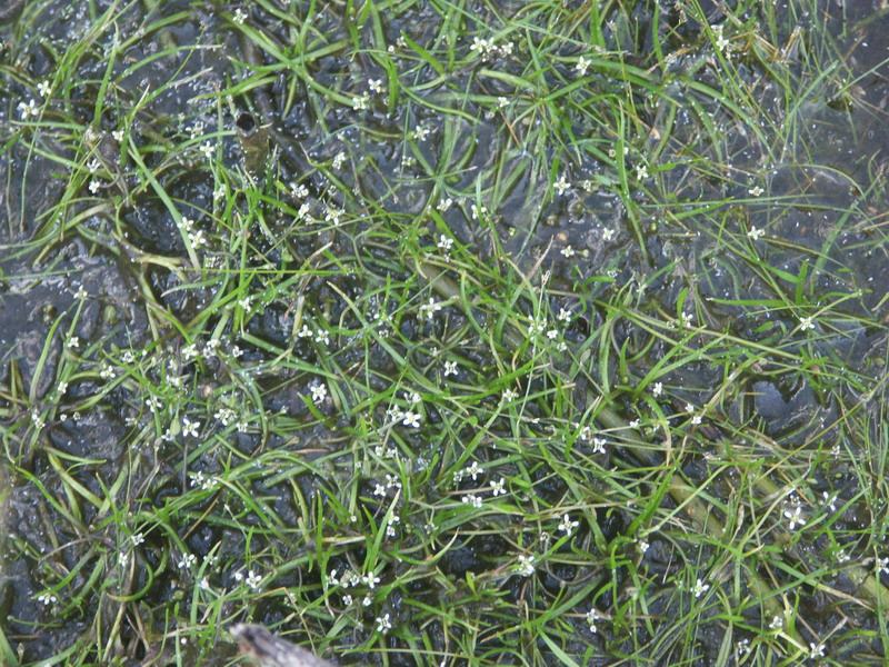 Image of Subularia aquatica specimen.