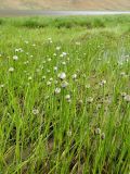 Eriophorum scheuchzeri