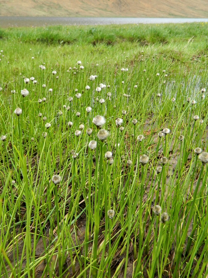 Изображение особи Eriophorum scheuchzeri.