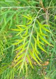 Grevillea banksii