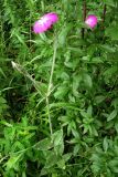 Lychnis coronaria. Цветущие растения. Горный Крым, Зап. склон горы Замана. 8 июля 2008 г.