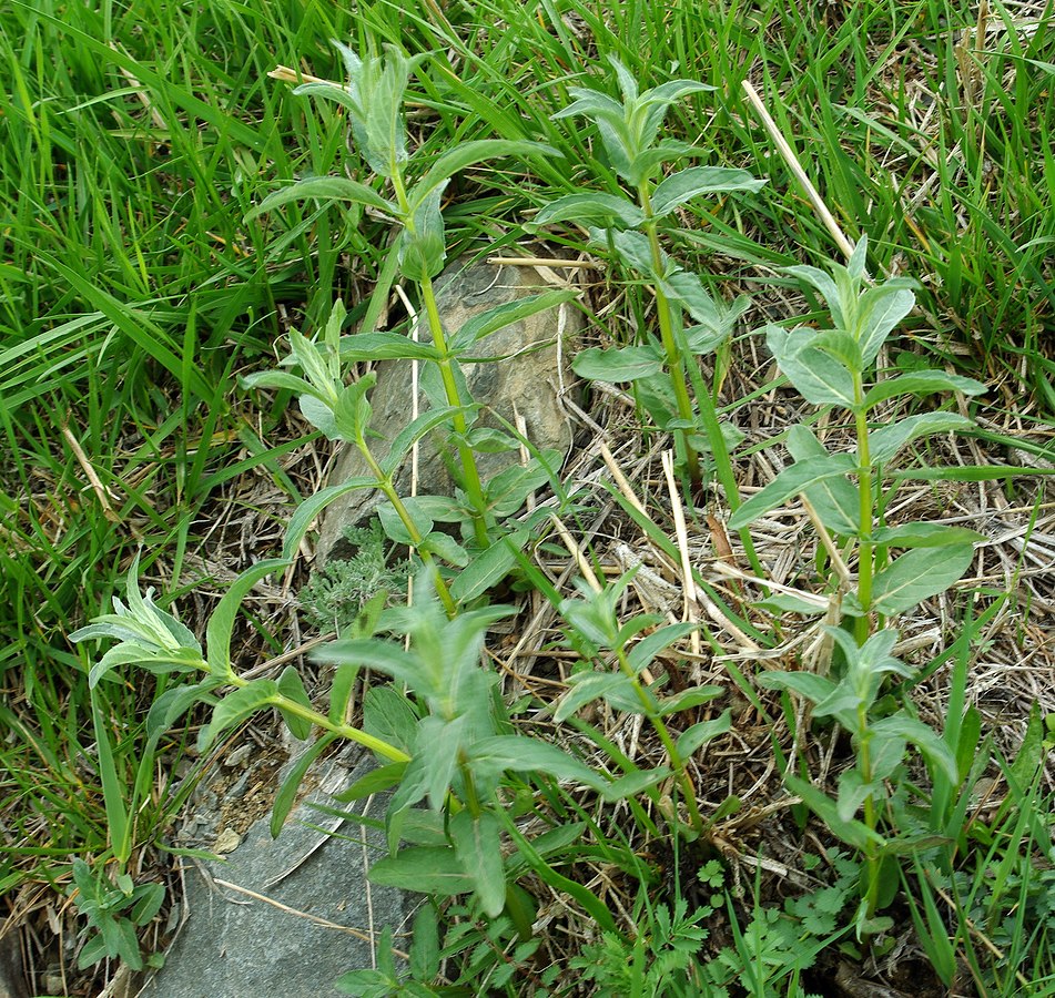 Image of Mentha asiatica specimen.