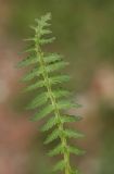 Pedicularis pubiflora