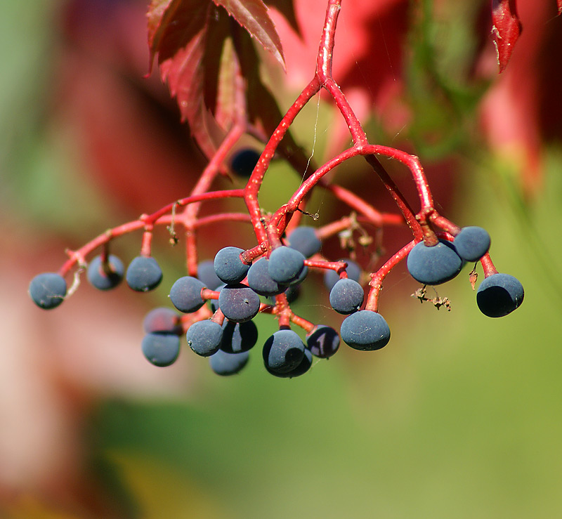 Изображение особи Parthenocissus quinquefolia.