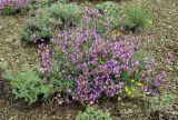 Astragalus compressus. Цветущее растение. Казахстан, Карагандинская обл., мелкосопочник. 14.05.2011.