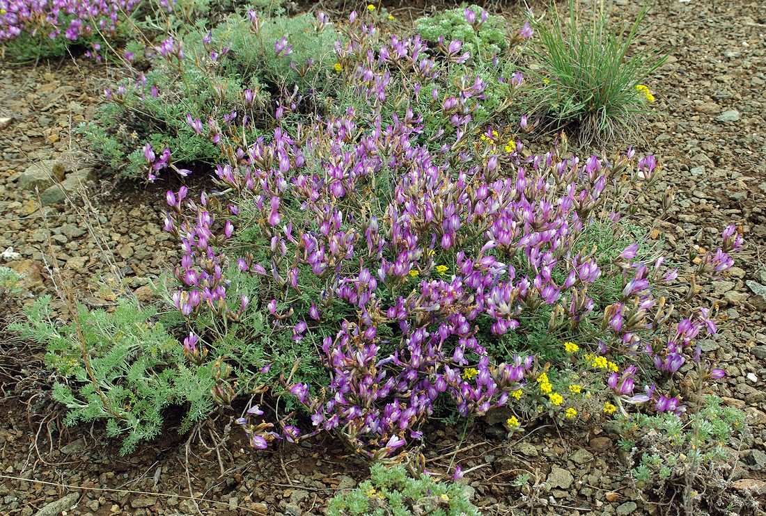 Изображение особи Astragalus stenoceras.