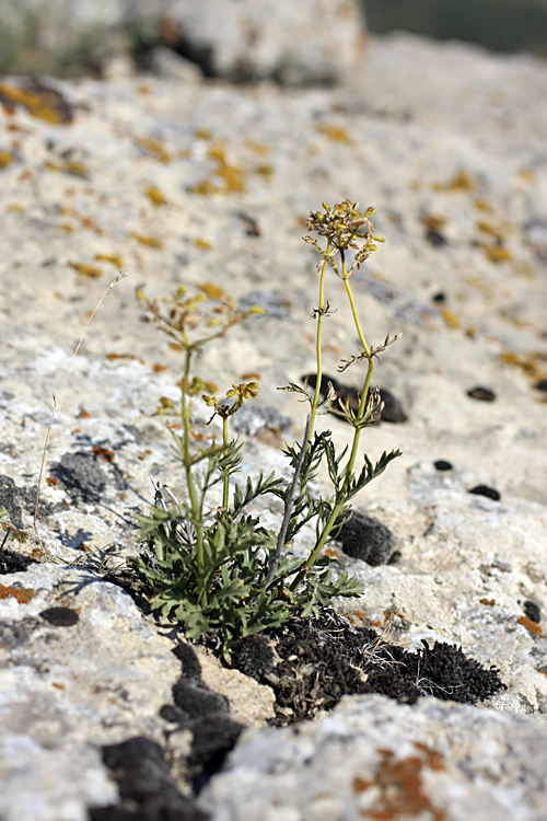 Image of Patrinia intermedia specimen.