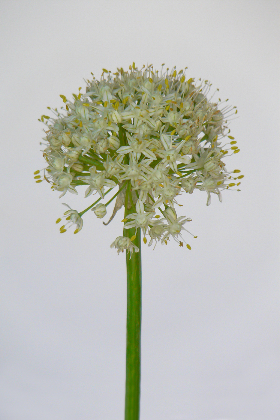 Image of Allium cepa specimen.