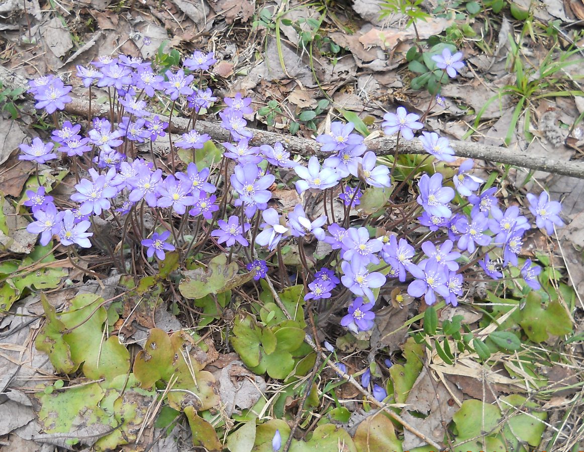 Image of Hepatica nobilis specimen.