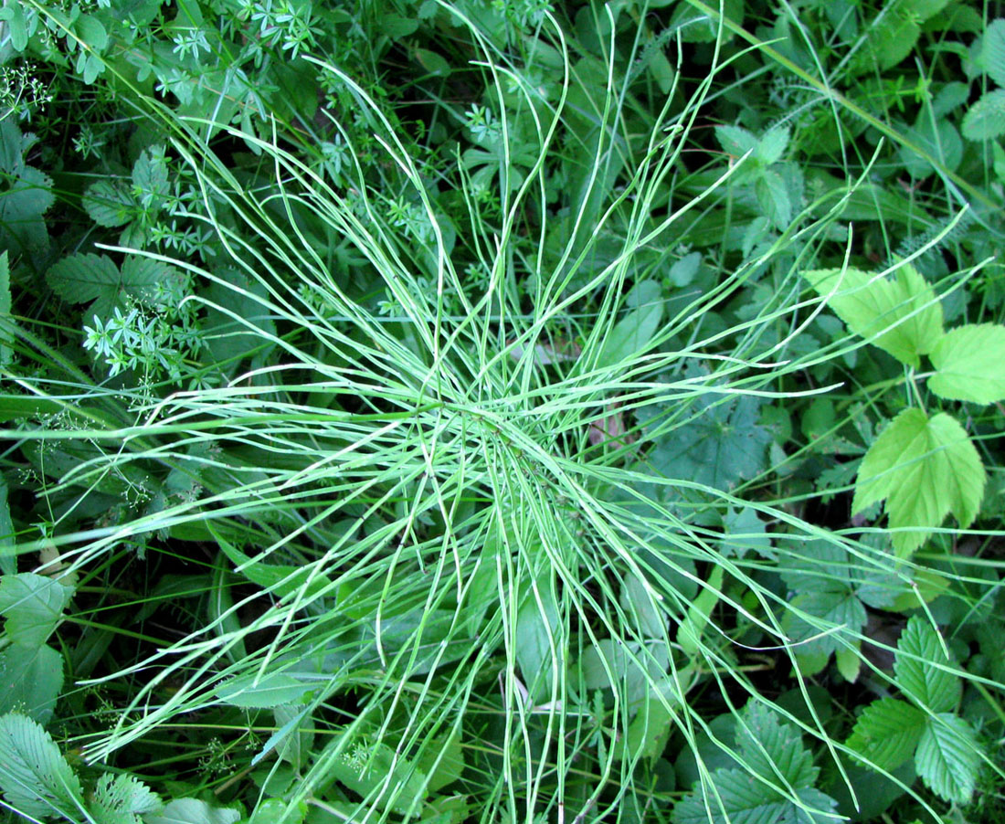 Image of Equisetum pratense specimen.