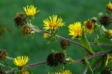 Inula helenium