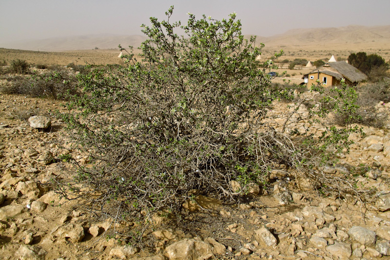 Изображение особи Tetraena dumosa.