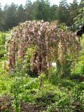 род Malus