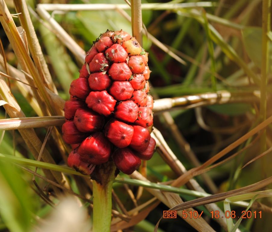 Image of Calla palustris specimen.