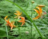 Lilium distichum