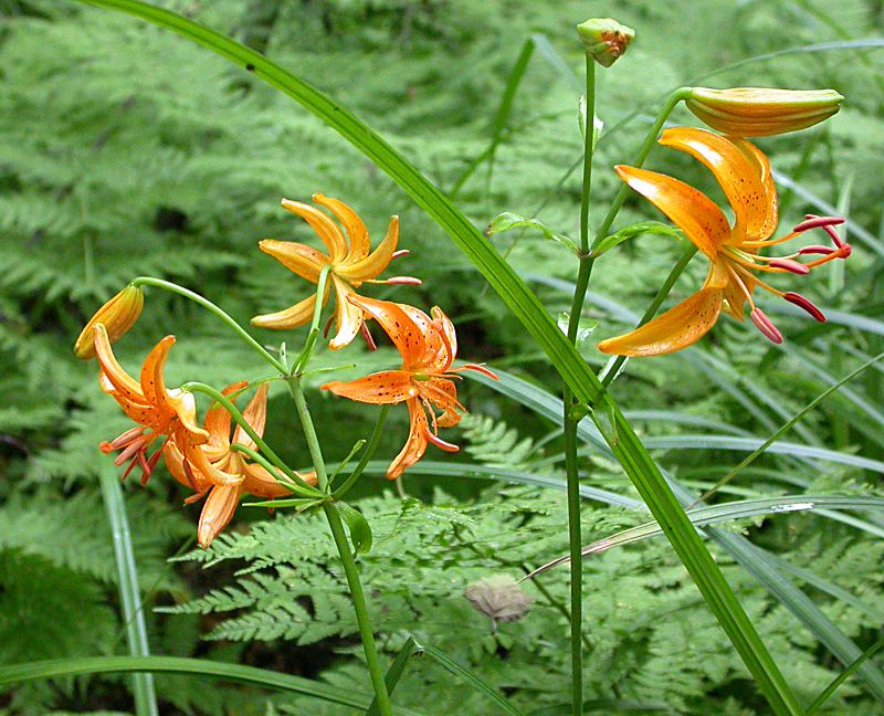 Image of Lilium distichum specimen.