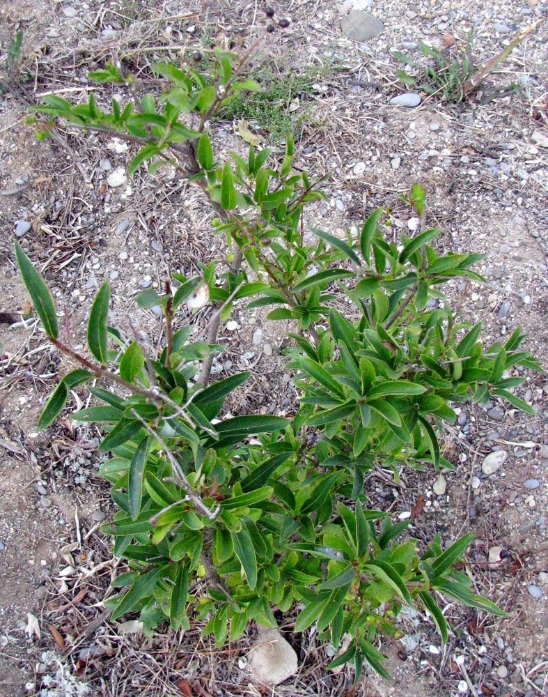 Image of Ligustrum vulgare specimen.