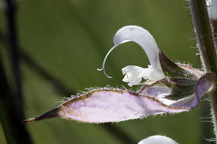 Изображение особи Salvia sclarea.