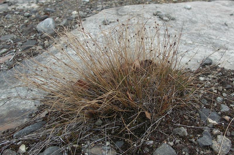 Изображение особи Juncus trifidus.