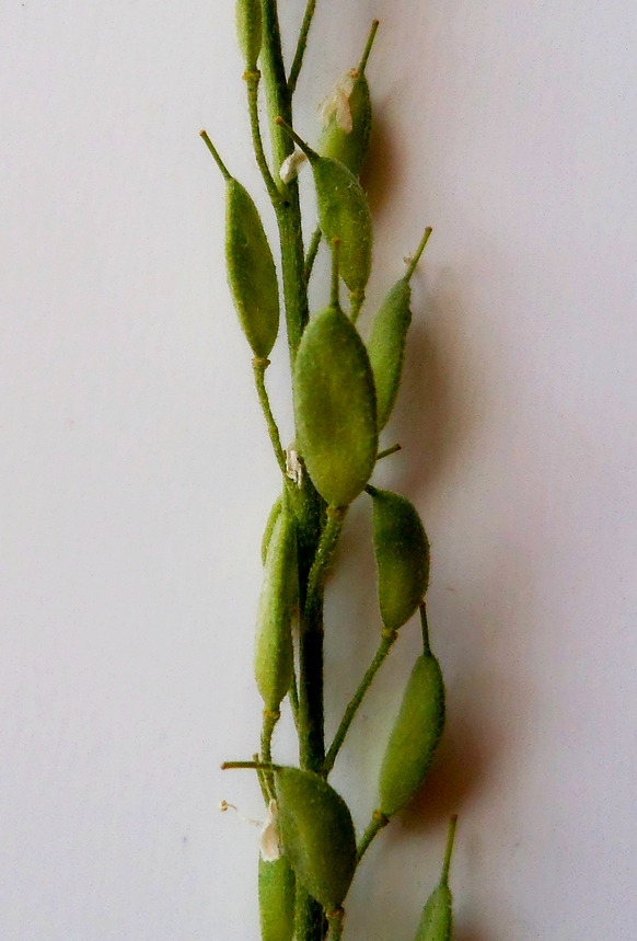 Image of Berteroa incana specimen.