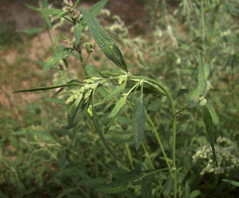 Image of Atriplex patula specimen.