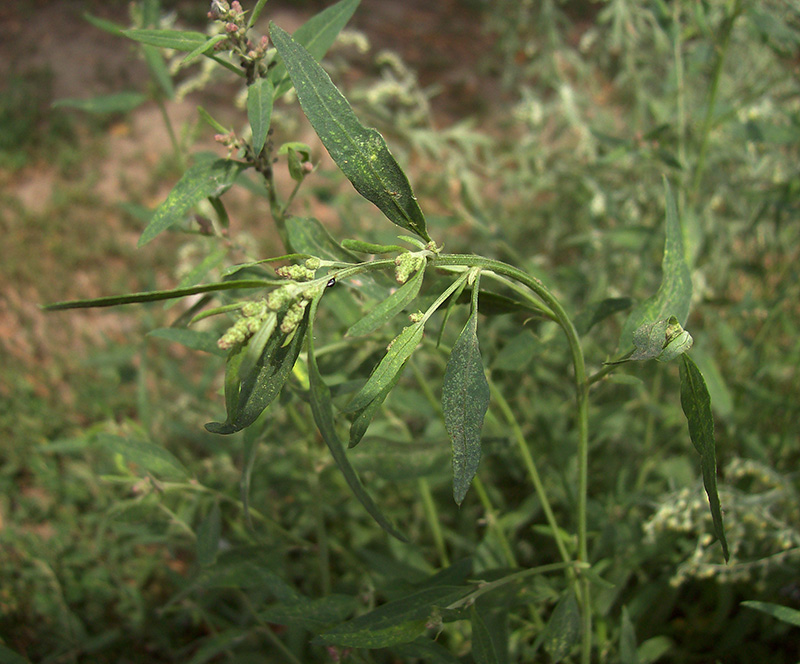 Изображение особи Atriplex patula.