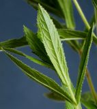 Epilobium hirsutum