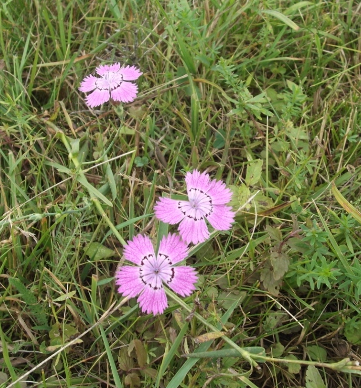 Image of Dianthus fischeri specimen.