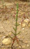 Salicornia perennans