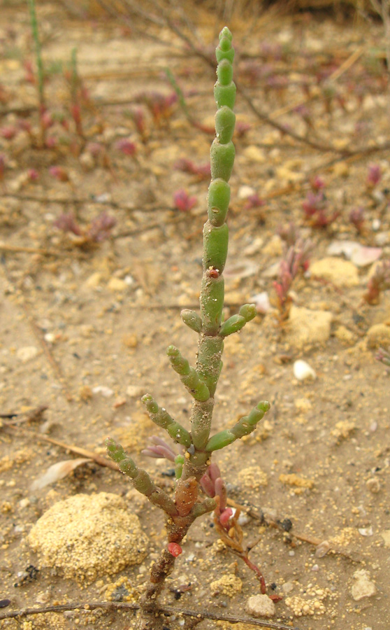 Изображение особи Salicornia perennans.