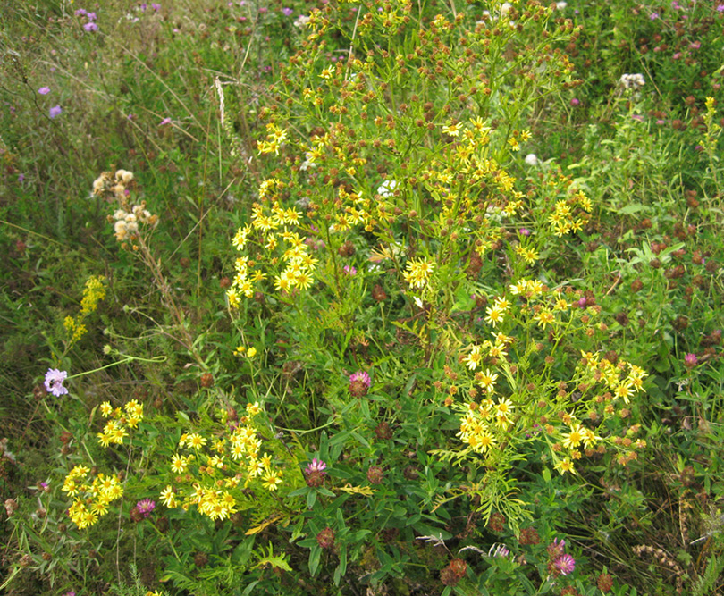 Image of Senecio erucifolius specimen.