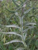 Cirsium ciliatum