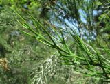 Colletia spinosissima. Верхушка ветви. Абхазия, г. Сухум, ботанический сад. 12.06.2012.