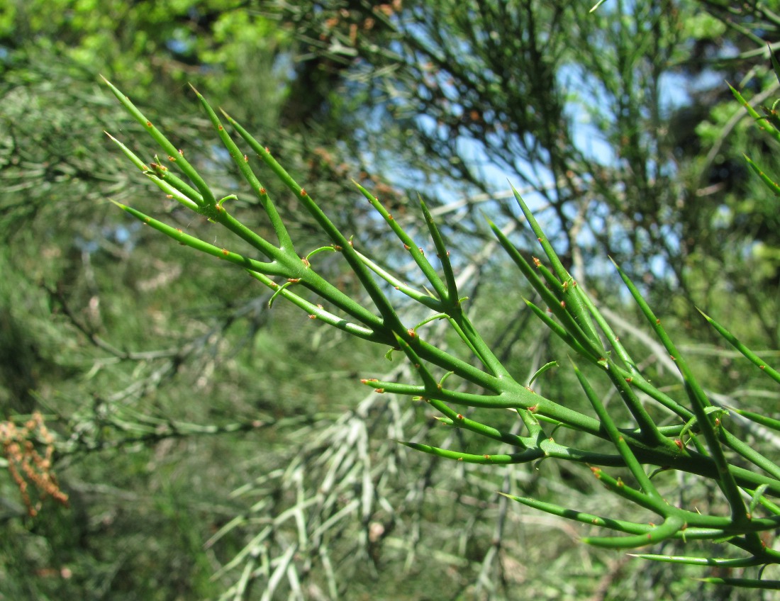 Изображение особи Colletia spinosissima.