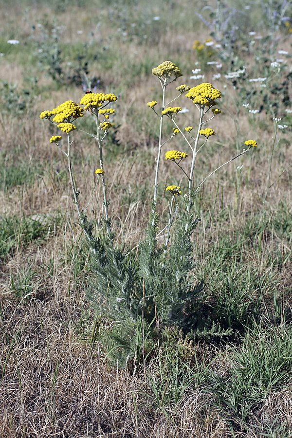 Image of Handelia trichophylla specimen.