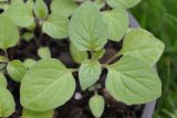 Solanum alatum