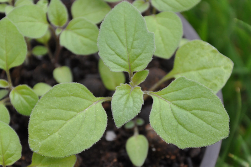 Изображение особи Solanum alatum.